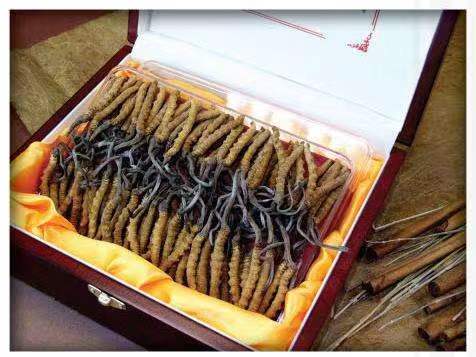 小店冬虫夏草回收